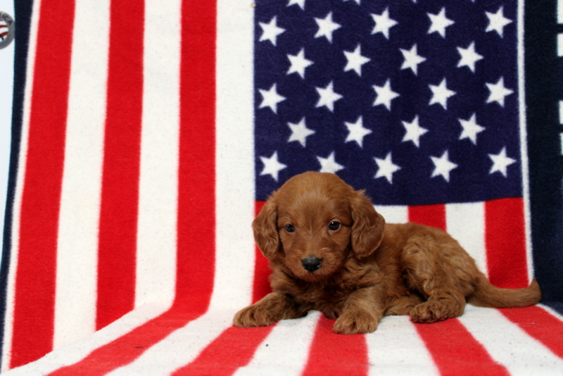 puppy, for, sale, Mini Goldendoodle F1, Matthew B. Stoltzfus, dog, breeder, Gap, PA, dog-breeder, puppy-for-sale, forsale, nearby, find, puppyfind, locator, puppylocator, aca